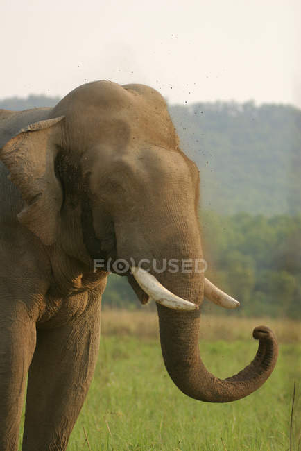 Asiatischer Elefantenstoßzahn, der einsam in Hitze oder Musth Stadium geht; Korbetttiger Reserve; uttaranchal; Indien — Stockfoto