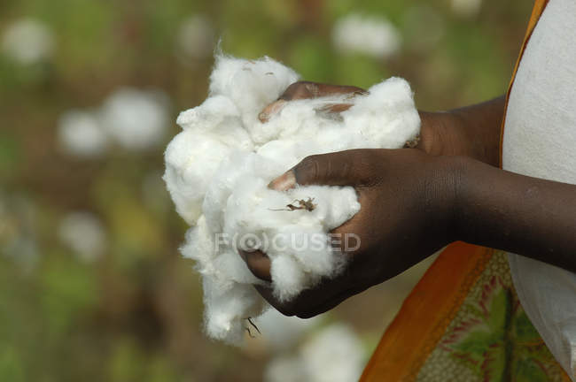Imagem recortada de mãos afro-americanas segurando montão de algodão — Fotografia de Stock