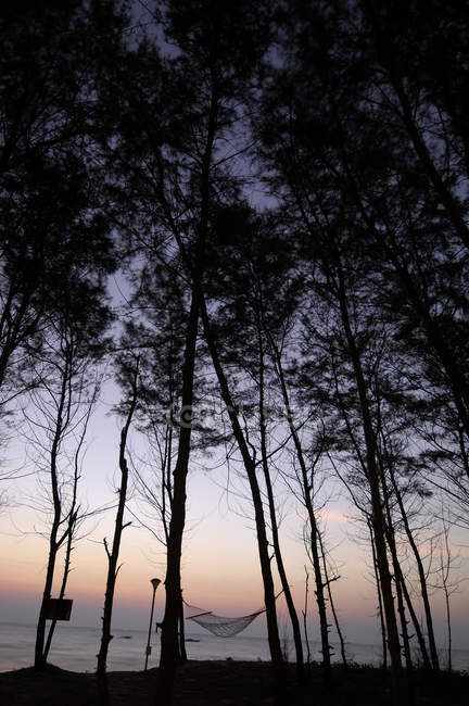 Rede entre árvores — Fotografia de Stock