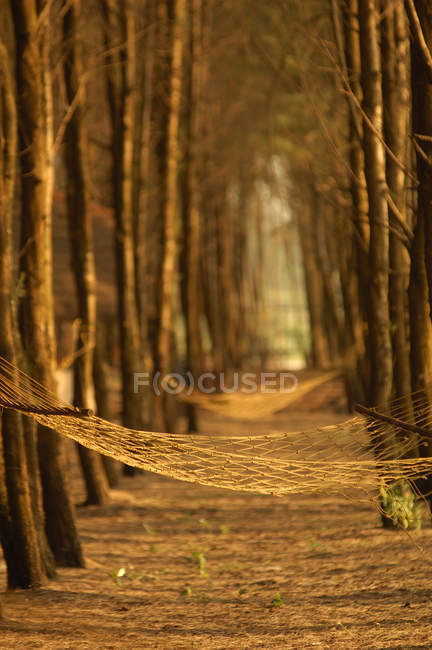 Hammock among trees — Stock Photo