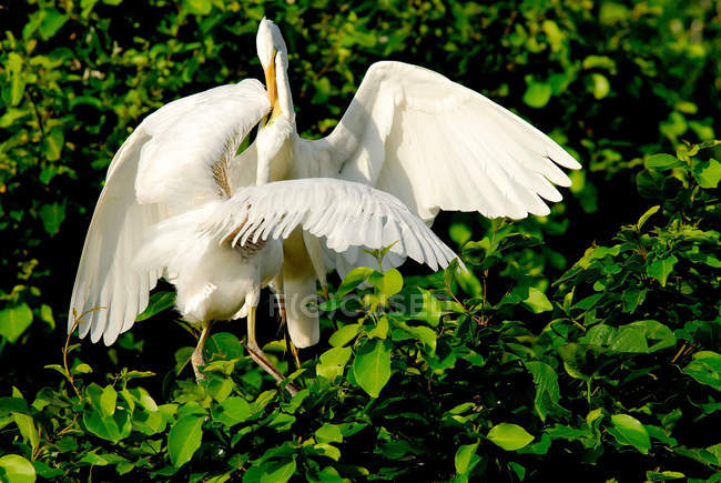 Grande Egret alimentando o chique entre as folhas de árvore durante o dia — Fotografia de Stock