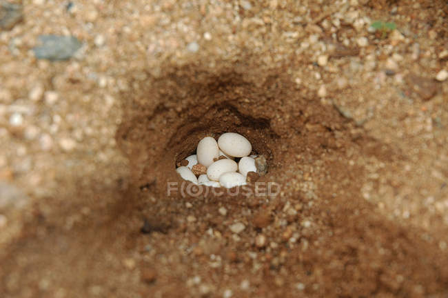 Huevos de lagarto de jardín en el agujero en el suelo durante el día - foto de stock
