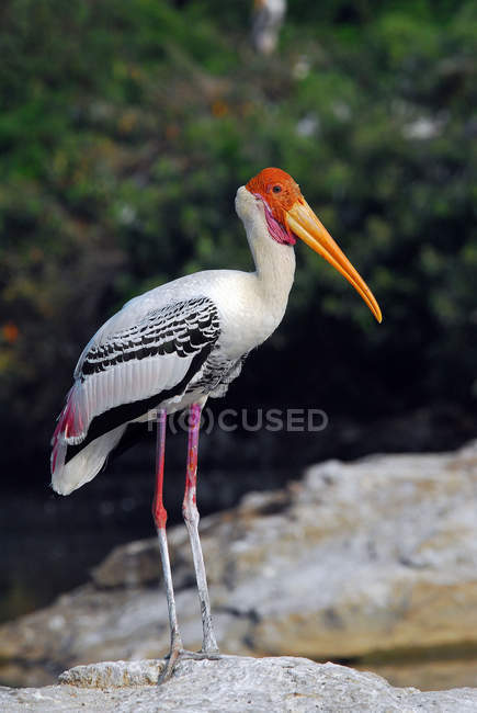 Painted Stork (Mycteria lecocephala) standing on rock against blurred background — Stock Photo