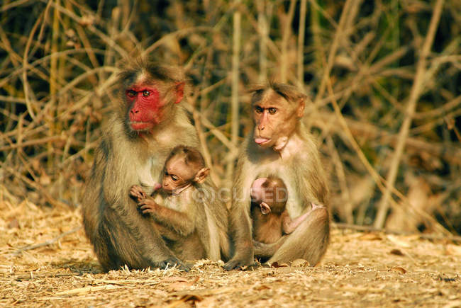 Мавпа Бонне (Macaca radiata) A певний вид з червоним обличчям сидячи на землю з немовлятами проти сухих рослин - знайдено в Bandipur (Карнатака) — стокове фото