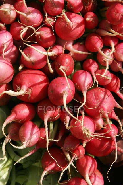 Rabanete vermelho vegetal usado para salada verde com bom valor nutritivo — Fotografia de Stock
