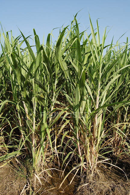Sugarcane farm with plants — Stock Photo