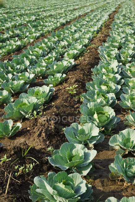 Cauliflower growing on field — Stock Photo