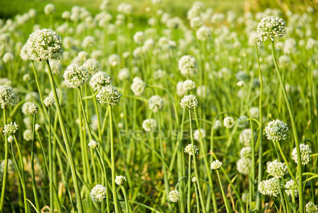 Зелена цибуля квіти — стокове фото