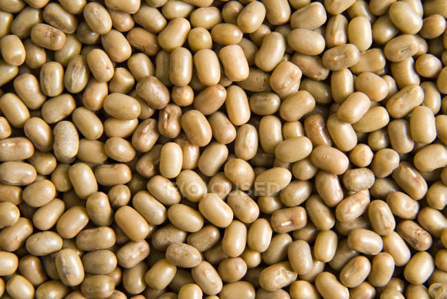 Tiny little bean — Stock Photo