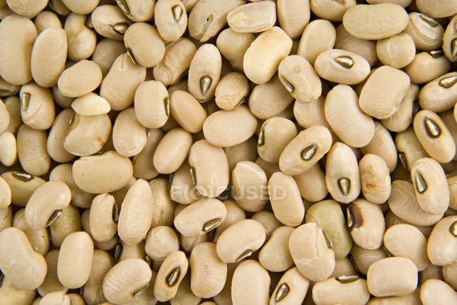 Cowpea with Yellow hypocotyls — Stock Photo