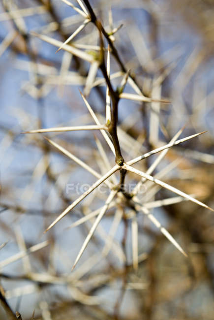 Thorns Of Acacia Tortilis — Stock Photo
