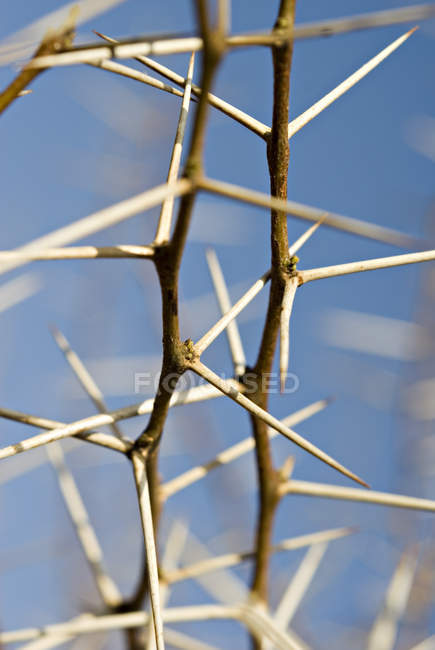 Espinas de Acacia Tortilis - foto de stock
