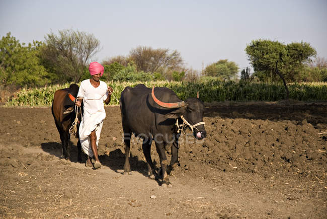 Granjera con buey y búfalo. Salunkwadi, Ambajogai, Beed, Maharashtra, India - foto de stock