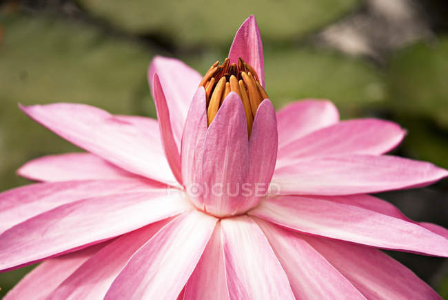 Flor de loto en flor - foto de stock