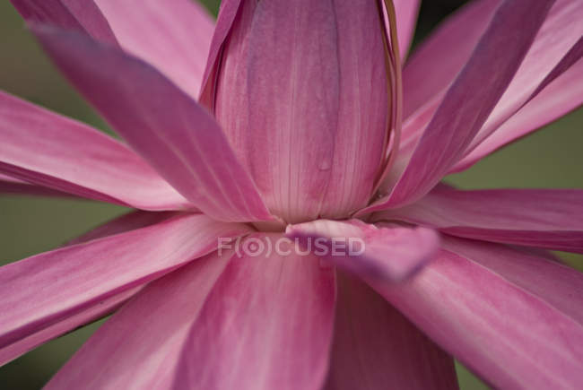 Pink Lotus Close-up — Stock Photo