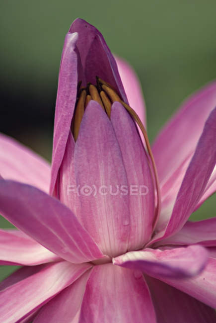 Rosafarbener Lotus aus nächster Nähe — Stockfoto
