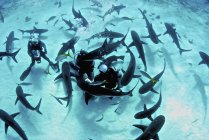 Feeding frenzy of Caribbean reef sharks — Stock Photo