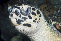 Hawksbill sea turtle — Stock Photo