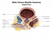 Vejiga urinaria masculina - foto de stock