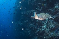 Grüne Meeresschildkröte am Riff — Stockfoto