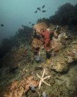 Морские звезды на различных рифах пролива Лембе — стоковое фото