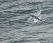 Літаюча риба ковзає над поверхнею води — стокове фото