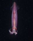 Caribbean reef squid — Stock Photo