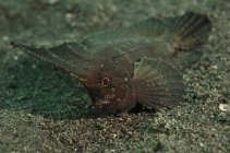 Колючий waspfish в Сулавесі — стокове фото