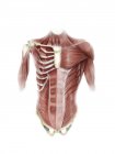Músculos do tronco humano — Fotografia de Stock