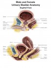 Bexiga urinária masculina e feminina — Fotografia de Stock