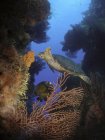 Habichtsschnabel-Meeresschildkröte ernährt sich von Schwamm — Stockfoto