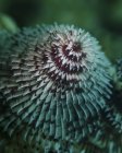 Red and white Christmas tree worm — Stock Photo