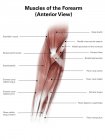 Illustration der Muskeln des Unterarms — Stockfoto