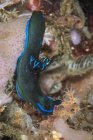 Tambja morosa nudibranchia — Foto stock