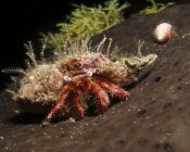 Crabe ermite sur éponge — Photo de stock