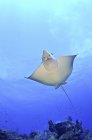 Spotted Eagle Ray gliding in water — Stock Photo
