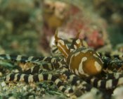 Wonderpus ocopus на морському дні — стокове фото