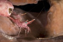 Hinge-beak shrimps in North Sulawesi — Stock Photo