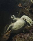 Tartaruga verde sulla barriera corallina — Foto stock
