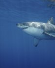 Grande tubarão branco na ilha de Guadalupe — Fotografia de Stock