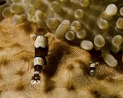 Deux crevettes squat anémone — Photo de stock