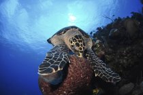 Comer Hawksbill tartaruga marinha — Fotografia de Stock