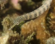 Pesce pipa scarabocchiato nei coralli — Foto stock
