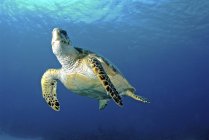 Ястребиная черепаха в воде — стоковое фото