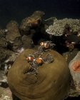 Anemonefish in host anemone — Stock Photo