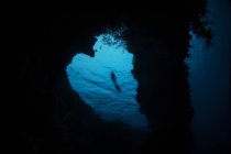 Сноркелер досліджує риф у формі серця — стокове фото