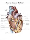Human heart with labels — Stock Photo