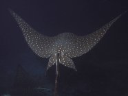 Eagle rays floating near Cocos Island — Stock Photo