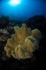Мягкие кораллы на рифе в Комодо — стоковое фото