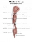 Задние мышцы ноги — стоковое фото